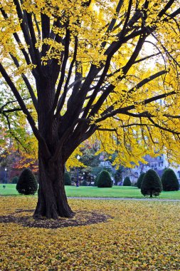 Sonbaharda yapraklar Boston Public Garden'da stok görüntü