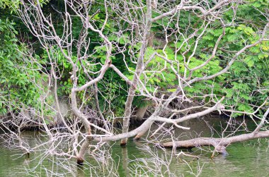 Orman nehir sahneleri