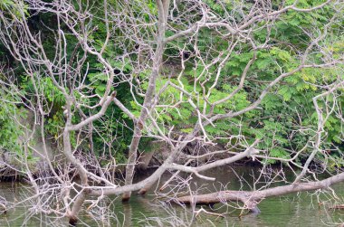 Orman nehir sahneleri