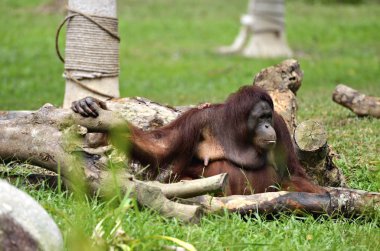 Bir orangutanın stok görüntü