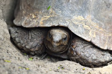 Dev kaplumbağa stok görüntü