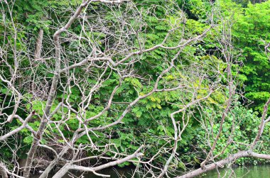 Orman nehir sahneleri