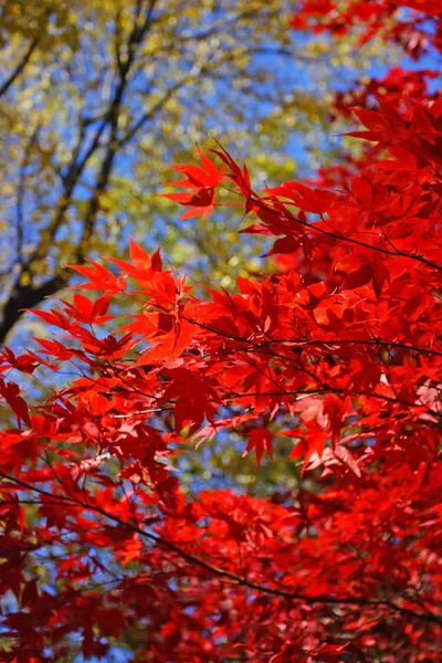 Stock Image Fall Foliage Boston — Stock Photo, Image