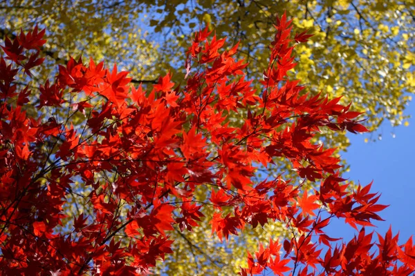 Stock Image Fall Foliage Boston — Stock Photo, Image