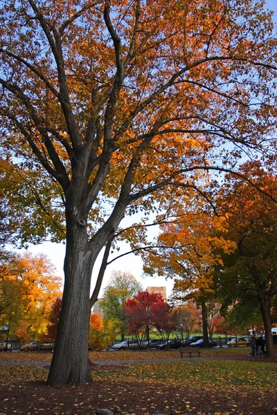 Изображение Осенней Листвы Бостонском Общественном Саду — стоковое фото