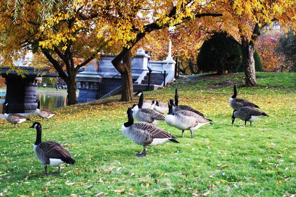 Imagem Stock Folhagem Outono Boston Public Garden — Fotografia de Stock