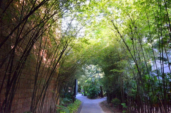 Caminho Com Densos Bosques Bambu Ambos Lados — Fotografia de Stock