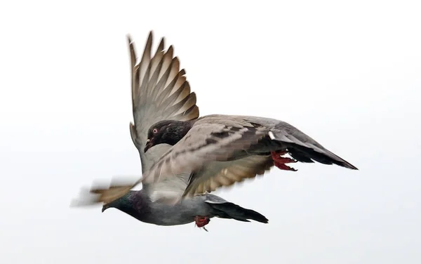 Vliegende Vogels Blauwe Lucht — Stockfoto