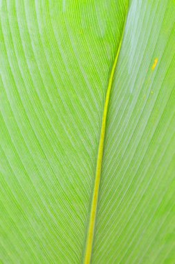 Yaprağın yakın plan görüntüsü