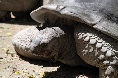 Dev kaplumbağa stok görüntü