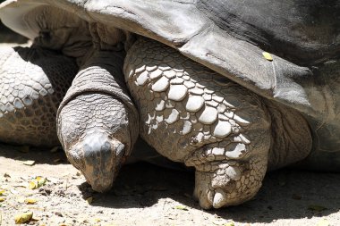 Dev kaplumbağa stok görüntü
