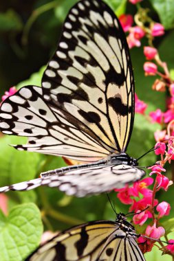 Bir kelebek görüntü kadar kapatın