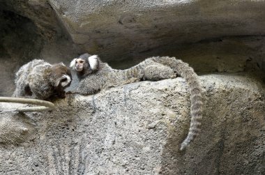 Siyah Tufted kulaklı Marmose
