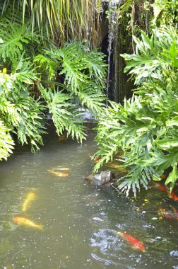 Koi balığı gölde