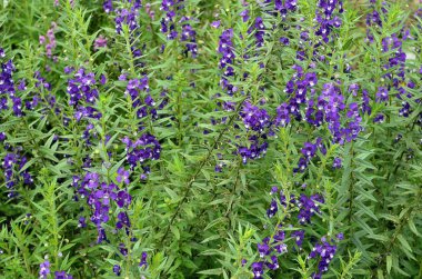 yakın çekim çiçek