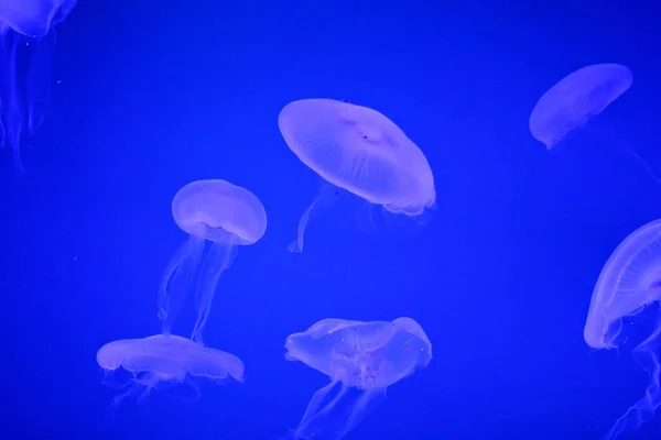 Grupo de medusas — Fotografia de Stock