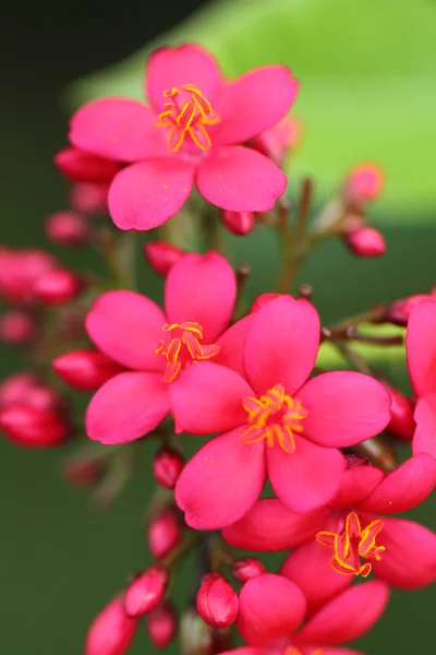 Närbild blomma — Stockfoto