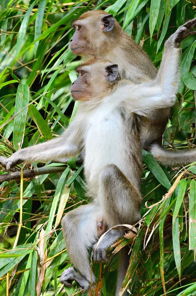 Mono en un árbol —  Fotos de Stock