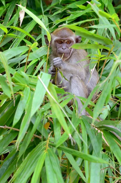 Mono en un árbol —  Fotos de Stock