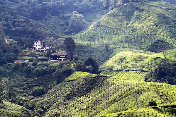 Cameron Highland, Malasia — Foto de Stock