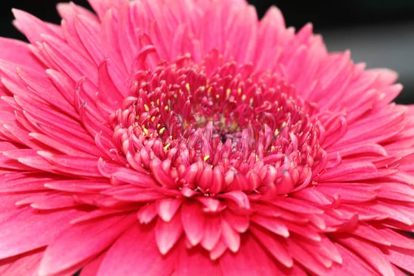 Close-up flower — Stock Photo, Image