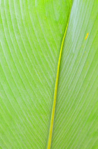 Closeup of a leaf — Stock Photo, Image