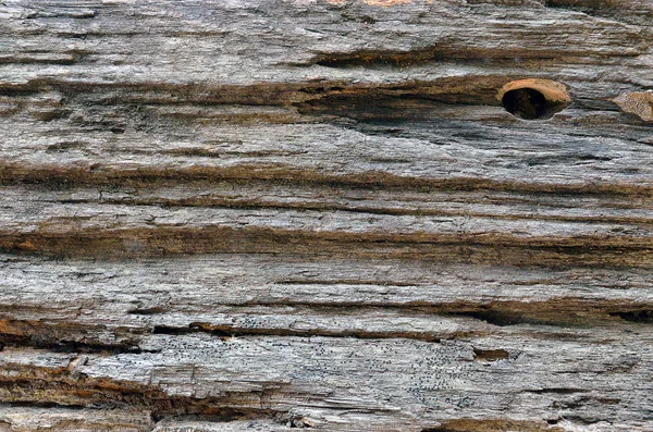 Antiguo tronco cortado textura de cerca — Foto de Stock