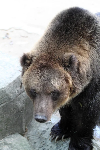 Склад изображения медведя — стоковое фото