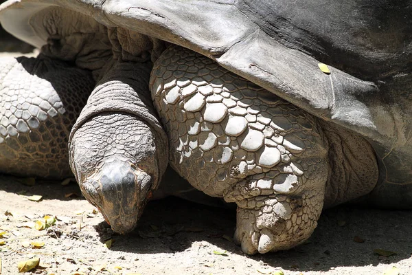 Dev kaplumbağa stok görüntü