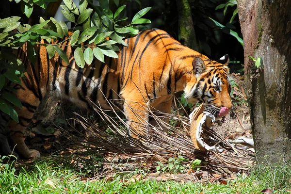 Immagine stock di una tigre — Foto Stock