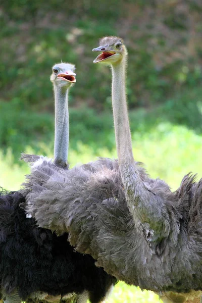 Imagem de stock de avestruz — Fotografia de Stock