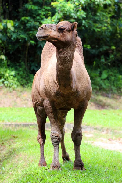 Imagem de estoque de camelo — Fotografia de Stock