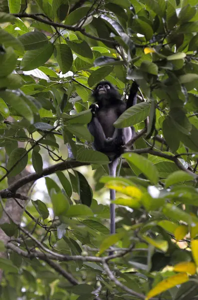 나무 위에 있는 원숭이 — 스톡 사진