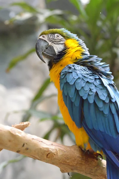 Stock beeld van een papegaai — Stockfoto
