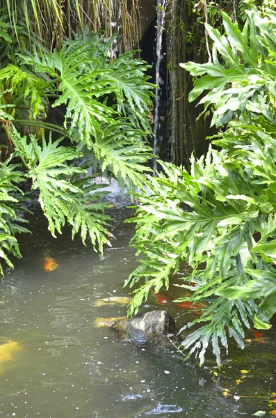 Koi-Fische im Teich — Stockfoto
