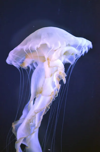 Grup de meduze — Fotografie, imagine de stoc