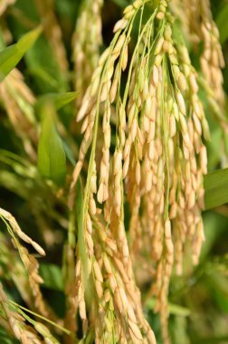 Asya pirinç ürün Sekinchan, Malezya