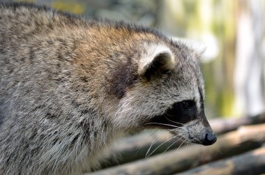 Racoon (Procyon Iotor)