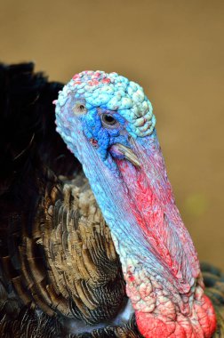 Wild Turkey (meleagris four allopavo)
