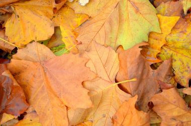 Kelvingrove Park - Glasgow, İskoçya