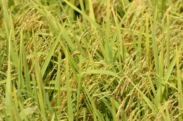 Asiatiska ris gröda på Sekinchan, Malaysia — Stockfoto