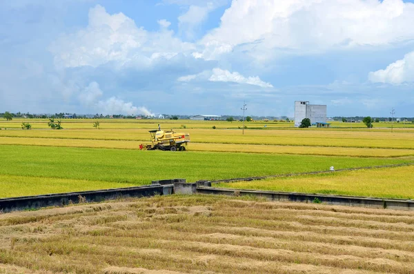 Den asiatiske risafgrøde i Sekinchan, Malaysia - Stock-foto