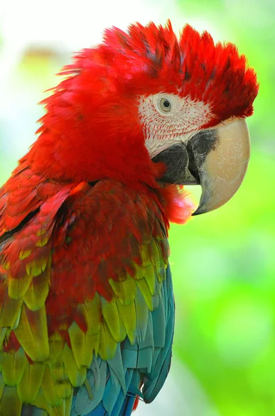 Stock image of a parrot — Stock Photo, Image