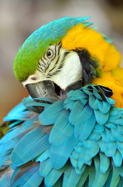 Bir papağan stok görüntü — Stok fotoğraf