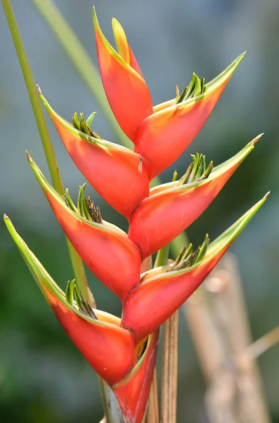 Flor de close-up — Fotografia de Stock