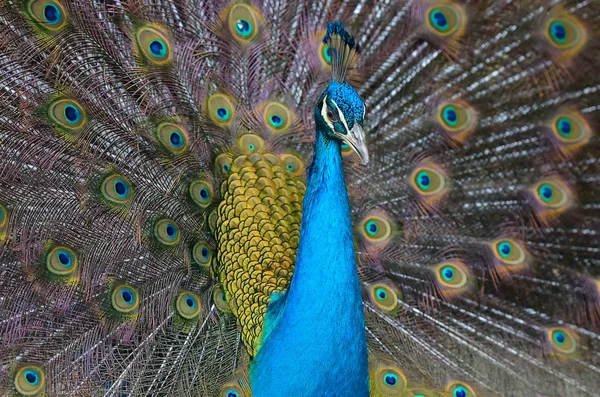 Portrait of beautiful peacock with feathers out — Stock Photo, Image