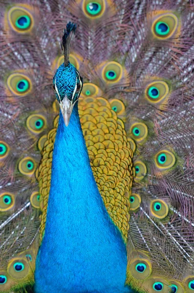 Retrato de hermoso pavo real con plumas — Foto de Stock