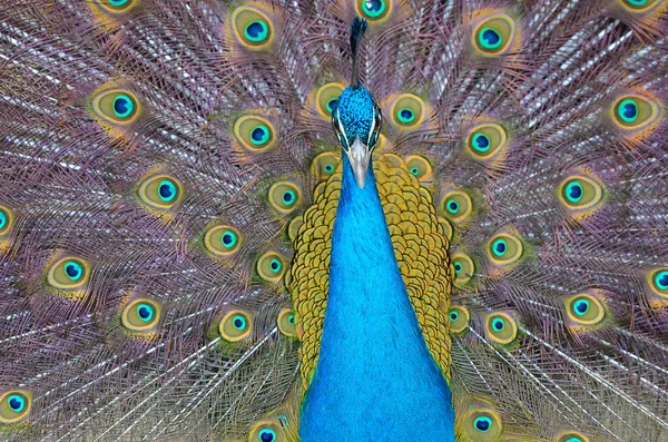 Tüylü güzel tavus kuşunun portresi — Stok fotoğraf
