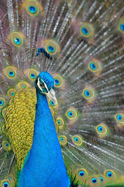 Retrato de hermoso pavo real con plumas — Foto de Stock