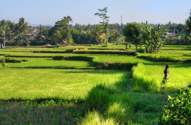 Ubud palace, Bali, Endonezya